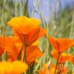 Roseville, Sacramento Children’s Photographer|Nature Walk