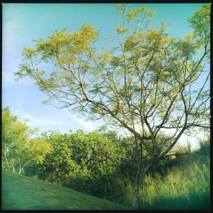 hawaii family photo tree