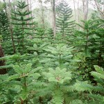 Exploring with Film: Hiking on the Aeia Loop Trail