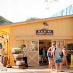 The Changing Face of Haleiwa