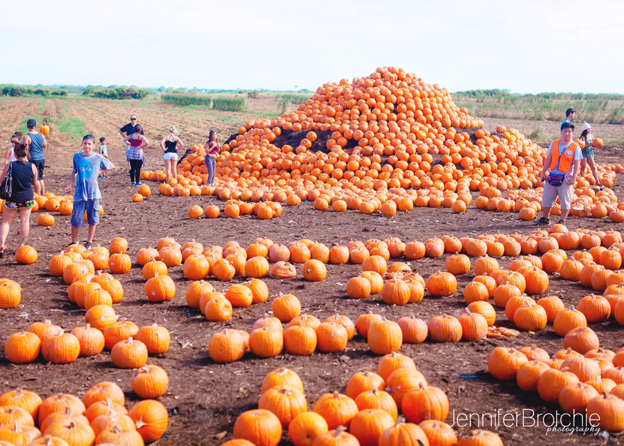 Things To Do Pumpkin Patching Redlands, CA Family Photographer for